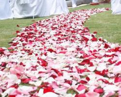 Flower Aisle Rose