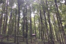 kebun raya bedugul tempat pre wedding-Kebun Raya bedugul